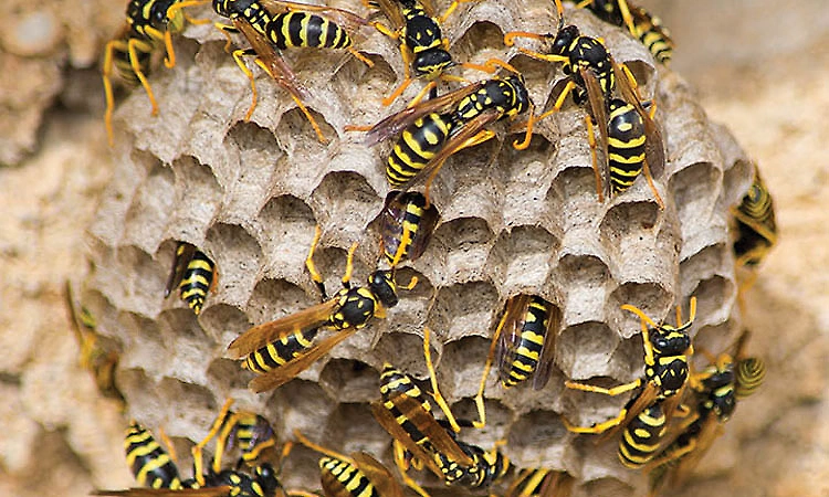 Aranthodu: Man dies after being stung by wasps