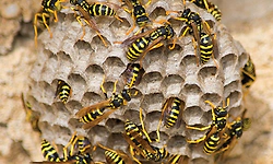 Aranthodu: ಕಣಜದ ಹುಳು ಕಚ್ಚಿ ವ್ಯಕ್ತಿ ಸಾವು