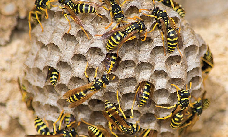 Aranthodu: ಕಣಜದ ಹುಳು ಕಚ್ಚಿ ವ್ಯಕ್ತಿ ಸಾವು