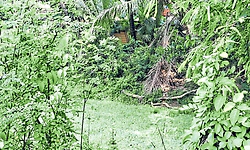ಕೆರೆ ಅಭಿವೃದ್ಧಿ, ಸುಡುಗಾಡು ತೋಡಿಗೆ ಮುಕ್ತಿ ಕೊಡಿ
