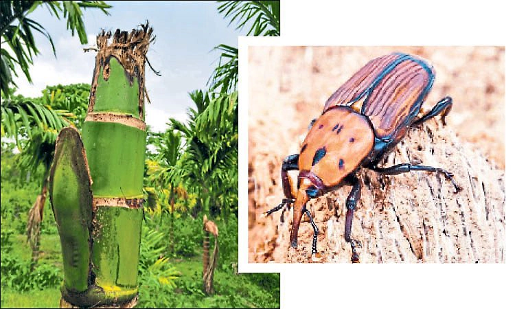 Udupi: ತೆಂಗು-ಅಡಿಕೆ ಬೆಳೆಗಾರರ ನಿದ್ದೆಗೆಡಿಸಿದ ಕೆಂಪು ಮೂತಿಯ ಹುಳ!