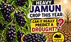 Heavy Jamun crop this year: Can it really predict a drought?