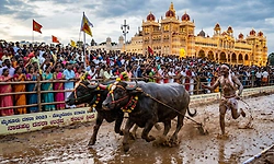 ಈ ಬಾರಿ ಮೈಸೂರು ದಸರೆಗೆ ಕಂಬಳ ಮೆರುಗು: ತೀರ್ಮಾನ 
