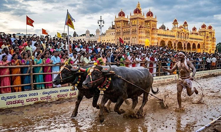 ಈ ಬಾರಿ ಮೈಸೂರು ದಸರೆಗೆ ಕಂಬಳ ಮೆರುಗು: ತೀರ್ಮಾನ 