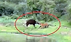 Bandipur: ಹೊಂಚು ಹಾಕಿ ಕಾಡೆಮ್ಮೆಯನ್ನು ಬೇಟೆಯಾಡಿದ ಹುಲಿ