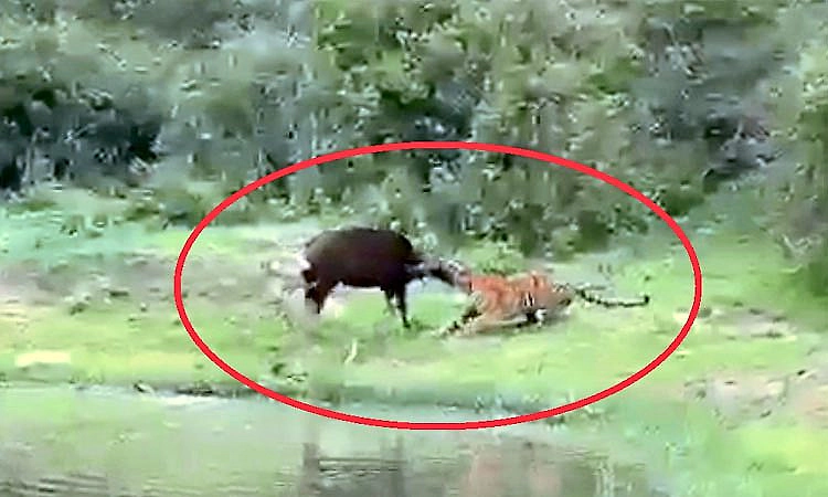 Bandipur: ಹೊಂಚು ಹಾಕಿ ಕಾಡೆಮ್ಮೆಯನ್ನು ಬೇಟೆಯಾಡಿದ ಹುಲಿ