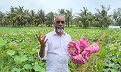 ಉಳಿಯಾರಗೋಳಿ: ಭತ್ತದ ಗದ್ದೆಯೇ ತಾವರೆ ಕೊಳವಾಯಿತು- ಮಾರುಕಟ್ಟೆ ಹೇಗೆ?