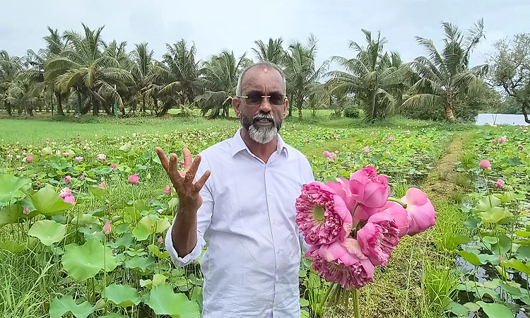 ಉಳಿಯಾರಗೋಳಿ: ಭತ್ತದ ಗದ್ದೆಯೇ ತಾವರೆ ಕೊಳವಾಯಿತು- ಮಾರುಕಟ್ಟೆ ಹೇಗೆ?