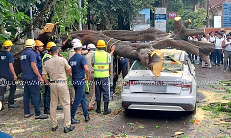 Mangaluru: ಚಲಿಸುವ ಕಾರಿನ ಮೇಲೆ ಬಿದ್ದ ಮರ; ಪ್ರಾಣಾಪಾಯದಿಂದ ಪಾರಾದ ಚಾಲಕ