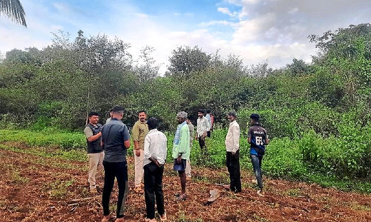 Hunsur: ಹುಲಿ ದಾಳಿಗೆ ಹಸು ಬಲಿ: ಗ್ರಾಮಸ್ಥರಲ್ಲಿ ಆತಂಕ