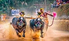 Kambala: 2026-27ರ ಅಧಿಕೃತ ಕಂಬಳ ವೇಳಾಪಟ್ಟಿ ಪ್ರಕಟ: ಮೈಸೂರಿನಿಂದ ಆರಂಭ  