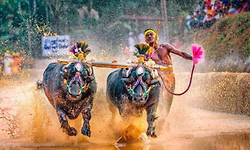 Kambala: 2026-27ರ ಅಧಿಕೃತ ಕಂಬಳ ವೇಳಾಪಟ್ಟಿ ಪ್ರಕಟ: ಮೈಸೂರಿನಿಂದ ಆರಂಭ  