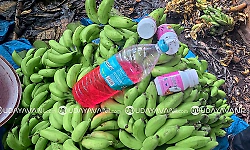 Even bananas are unsafe: Banana colouring racket uncovered in Udupi’s Alevoor
