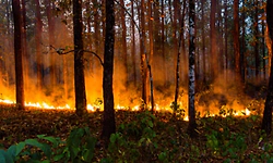Forest fire damages 10 acres near Shilubepura after anti-poaching camp destroyed
