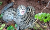 Kalasa: Leopard cubs spotted near plantation, villagers worried