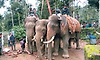 ಕುಶಾಲನಗರ: ಒಂದು ಕಾಡಾನೆ ಸೆರೆ ಹಿಡಿದ ಅರಣ್ಯ ಇಲಾಖೆ