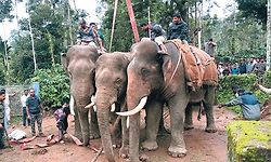ಕುಶಾಲನಗರ: ಒಂದು ಕಾಡಾನೆ ಸೆರೆ ಹಿಡಿದ ಅರಣ್ಯ ಇಲಾಖೆ
