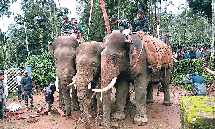 ಕುಶಾಲನಗರ: ಒಂದು ಕಾಡಾನೆ ಸೆರೆ ಹಿಡಿದ ಅರಣ್ಯ ಇಲಾಖೆ