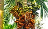 ಅಡಿಕೆ ತಳಿಗಳ ಗುಣಮಟ್ಟ ನಿರ್ಣಯಕ್ಕೆ ಹೊಸ ಮಾನದಂಡ