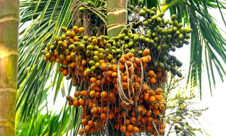 ಅಡಿಕೆ ತಳಿಗಳ ಗುಣಮಟ್ಟ ನಿರ್ಣಯಕ್ಕೆ ಹೊಸ ಮಾನದಂಡ