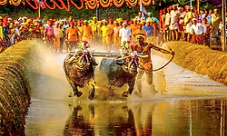 Kambala: ಕಂಬಳದಲ್ಲಿ ಕಾಣಿಸಲಿದೆ ಲೈವ್‌ ಟೈಮಿಂಗ್ಸ್‌! ಹೊಸ ಪ್ರಯೋಗಕ್ಕೆ ಸಿದ್ಧತೆ