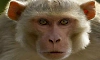 Shirthady: Monkey attack leaves two injured, hospitalised