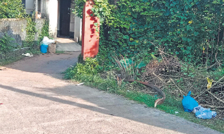 ಉಡುಪಿಯಲ್ಲಿ ದಾರಿ ತಪ್ಪಿದ ಕಸ ವಿಲೇವಾರಿ