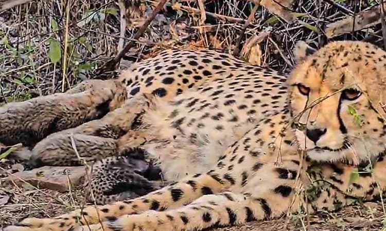 How sperm bank for cheetahs might one day save fastest land animal | Udayavani - Latest English News, Udayavani Newspaper