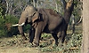 Karnataka: Coffee estate security guard killed in wild elephant attack