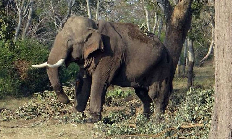 Karnataka: Coffee estate security guard killed in wild elephant attack