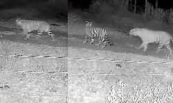 Five tigers spotted on farmland near Chamarajanagar, CCTV footage causes panic