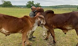 ಪುಣ್ಯಕೋಟಿಗಳ ಪುಳಕ ನೀಡಿದ "ಗೋಪಾಲ ಗೋಶಾಲ'