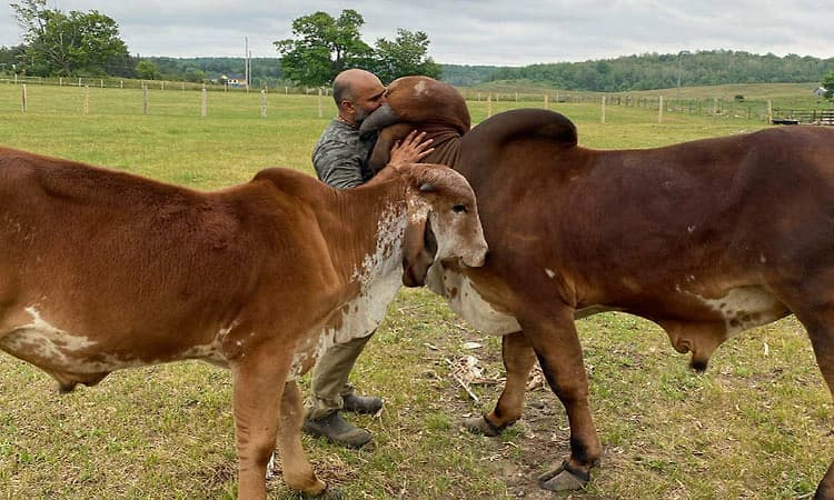 ಪುಣ್ಯಕೋಟಿಗಳ ಪುಳಕ ನೀಡಿದ "ಗೋಪಾಲ ಗೋಶಾಲ'