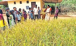 Puttur: ಸೀನ ಸೆಟ್ಟರು ನಮ್ಮ ಟೀಚರ್‌ ಪಾಠದ ಪ್ರೇರಣೆ: ಮಕ್ಕಳಿಂದ ಭತ್ತ ಕೃಷಿ!