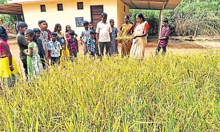 Puttur: ಸೀನ ಸೆಟ್ಟರು ನಮ್ಮ ಟೀಚರ್‌ ಪಾಠದ ಪ್ರೇರಣೆ: ಮಕ್ಕಳಿಂದ ಭತ್ತ ಕೃಷಿ!