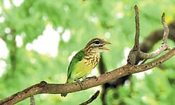 Mangaluru: ಹೊಸ ವರ್ಷಕ್ಕೆ ಪಿಲಿಕುಳದಲ್ಲಿ ನಡೆಯಲಿದೆ 'ಹಕ್ಕಿ ಹಬ್ಬ'