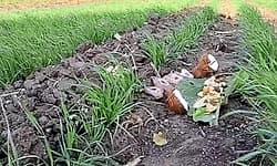 Kulageri Cross:ಎಳ್ಳು ಅಮಾವಾಸ್ಯೆ,ಗ್ರಾಮೀಣ ಸಂಸ್ಕೃತಿಯ ರೈತರ ಹಬ್ಬ;ಭೂತಾಯಿಗೆ ಚರಗದ ನೈವೇದ್ಯ