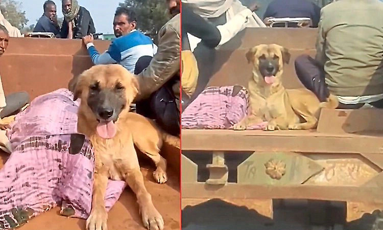 Dog stays beside owner’s body all night, runs 4 km to attend last rites in Madhya Pradesh