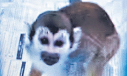 ಬ್ಯಾಂಕಾಕ್‌ನಿಂದ ಅಕ್ರಮವಾಗಿ ತಂದಿದ್ದ 35 ವನ್ಯ ಜೀವಿ ವಶಕ್ಕೆ