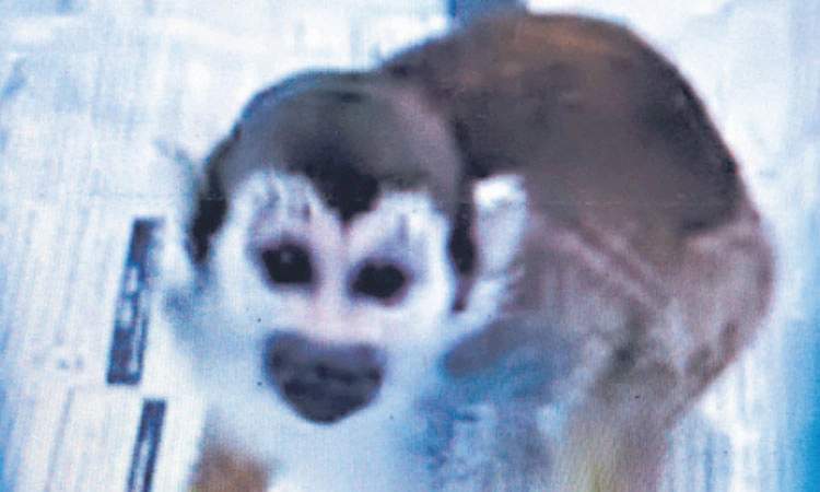 ಬ್ಯಾಂಕಾಕ್‌ನಿಂದ ಅಕ್ರಮವಾಗಿ ತಂದಿದ್ದ 35 ವನ್ಯ ಜೀವಿ ವಶಕ್ಕೆ