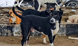 Hyderabad: ಬೀದಿ ನಾಯಿಗಳ ಮಾರಣಹೋಮ: 100 ಶ್ವಾನಗಳಿಗೆ ವಿಷವಿಕ್ಕಿ ಹ*ತ್ಯೆ