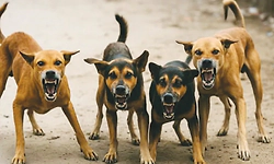 Karkala: ನಾಯಿಗಳಿಗೆ ಲಸಿಕೆ, ಸಂತಾನಶಕ್ತಿಹರಣವೇ ಸವಾಲು