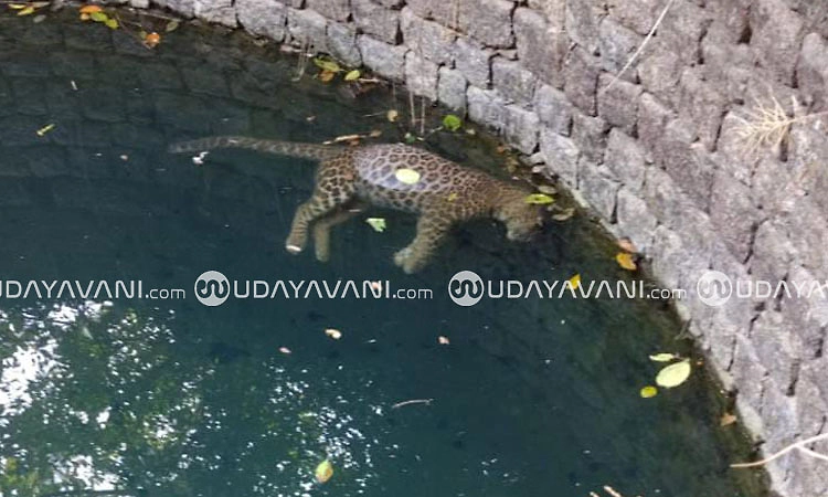 ಕಾರ್ಕಳದ ಬೋಳದಲ್ಲಿ ಬಾವಿಗೆ ಬಿದ್ದು 3 ವರ್ಷದ ಚಿರತೆ ಸಾವು