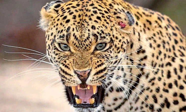 Belthangady: ಮಾಲಾಡಿ: ಚಿರತೆ ದಾಳಿಗೆ ನಾಯಿ ಬಲಿ