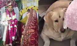 Wedding called off in UP after clash over bride's pet dog; 5 injured