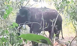 ಕಾಡಾನೆ ಸೆರೆಗೆ ಬಂದ ಜೂನಿಯರ್‌ ಅರ್ಜುನ ಕಣ್ಮರೆಯಾಗಿ ಕೆಲಹೊತ್ತು ಆತಂಕ!