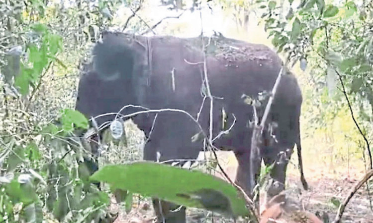 ಕಾಡಾನೆ ಸೆರೆಗೆ ಬಂದ ಜೂನಿಯರ್‌ ಅರ್ಜುನ ಕಣ್ಮರೆಯಾಗಿ ಕೆಲಹೊತ್ತು ಆತಂಕ!