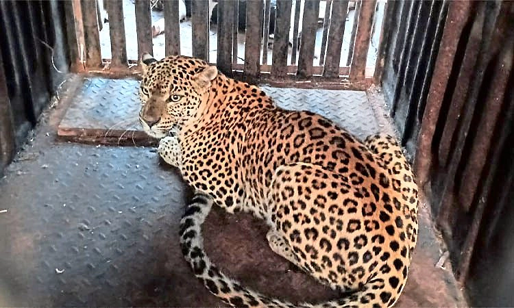 Gundlupete: ಅರಣ್ಯ ಇಲಾಖೆ ಇರಿಸಿದ್ದ ಬೋನಿನಲ್ಲಿ ಹೆಣ್ಣು ಚಿರತೆ ಸೆರೆ