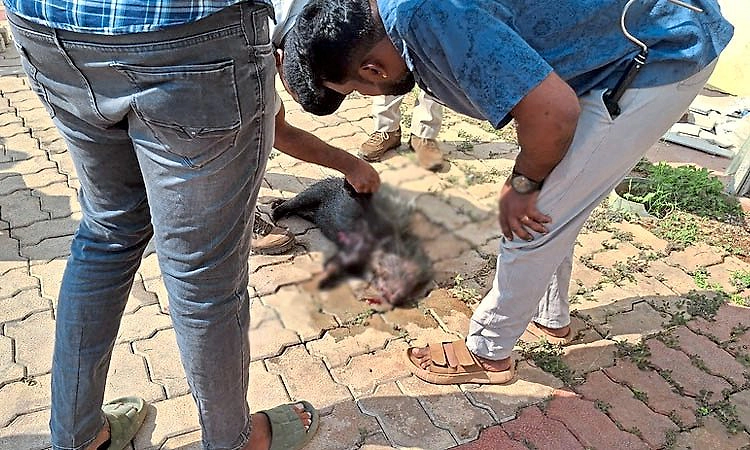 Puttur: ಉದ್ಯೋಗ ಮೇಳದಲ್ಲಿ ಪ್ರತ್ಯಕ್ಷವಾದ ಮುಳ್ಳುಹಂದಿ ಕಟ್ಟಡದಿಂದ ಬಿದ್ದು ಸಾವು