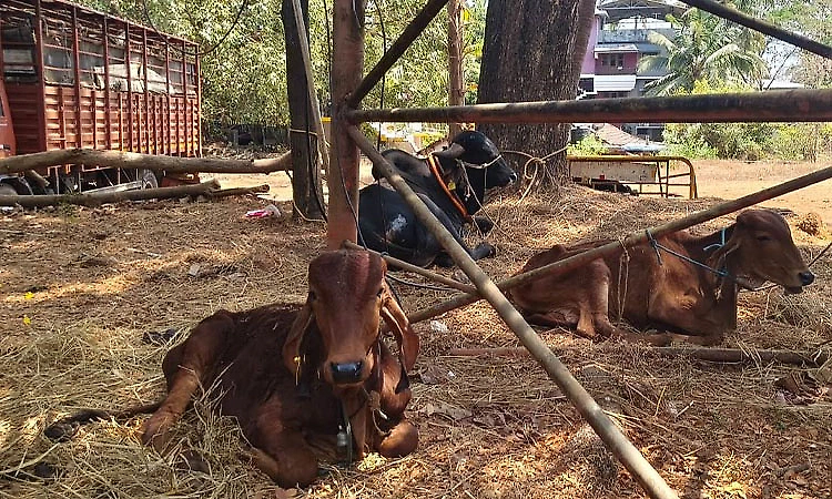 Man arrested in Bhatkal for allegedly tying cattle without food and water
